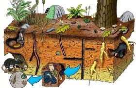 Imagen sobre protección de los suelos