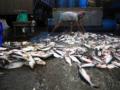 Tratado contra la pesca ilegal