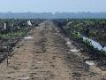 Imagen de bosques arrasados en Indonesia