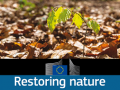 Ley europea de restauración de la naturaleza