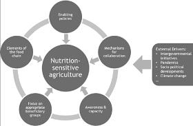 Gráfico de nutrition sensitive agriculture