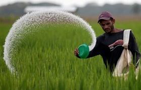 Aplicación de fertilizante en campo de arroz